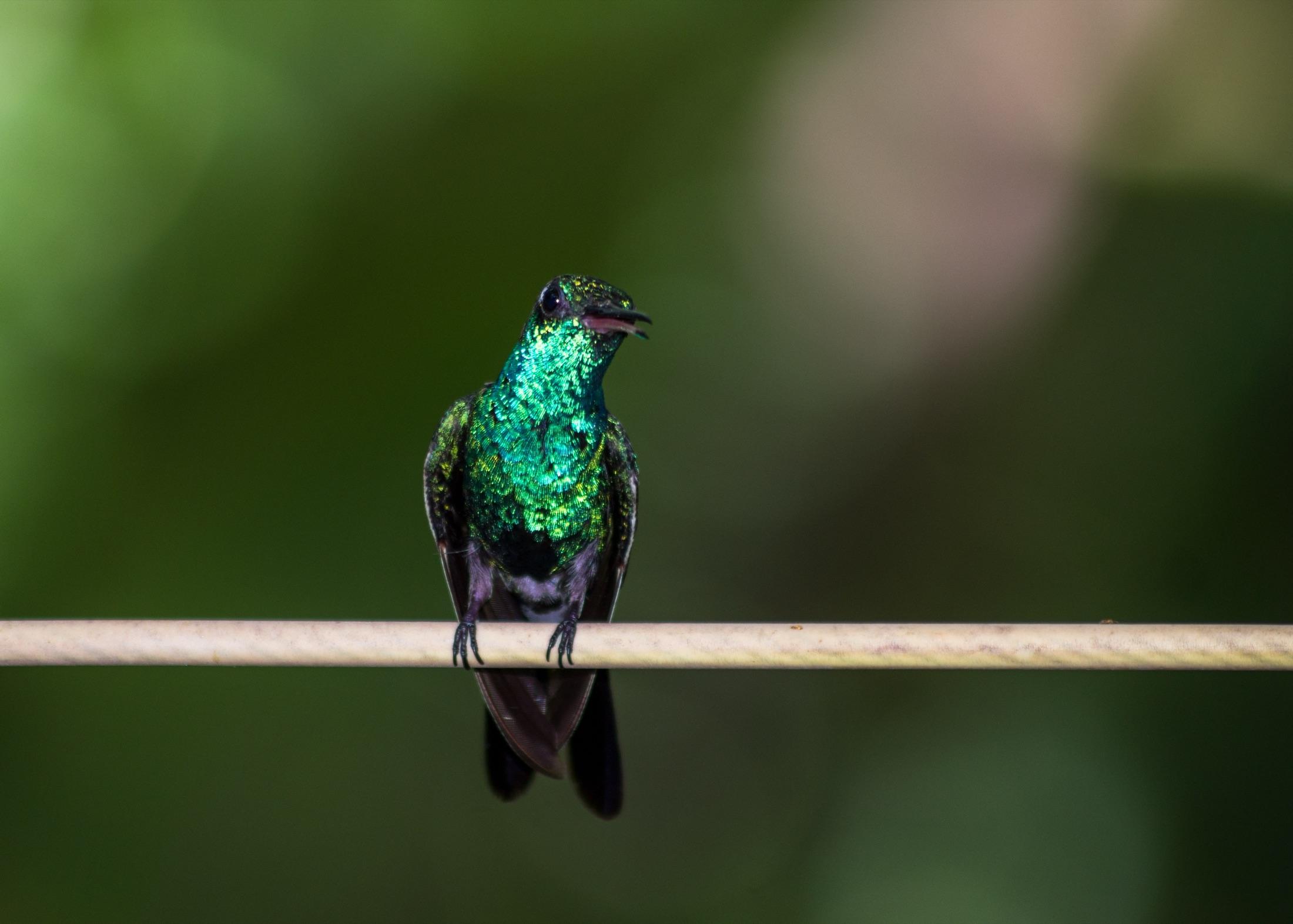 Hummingbird perched on a branch in the Colombian rainforest