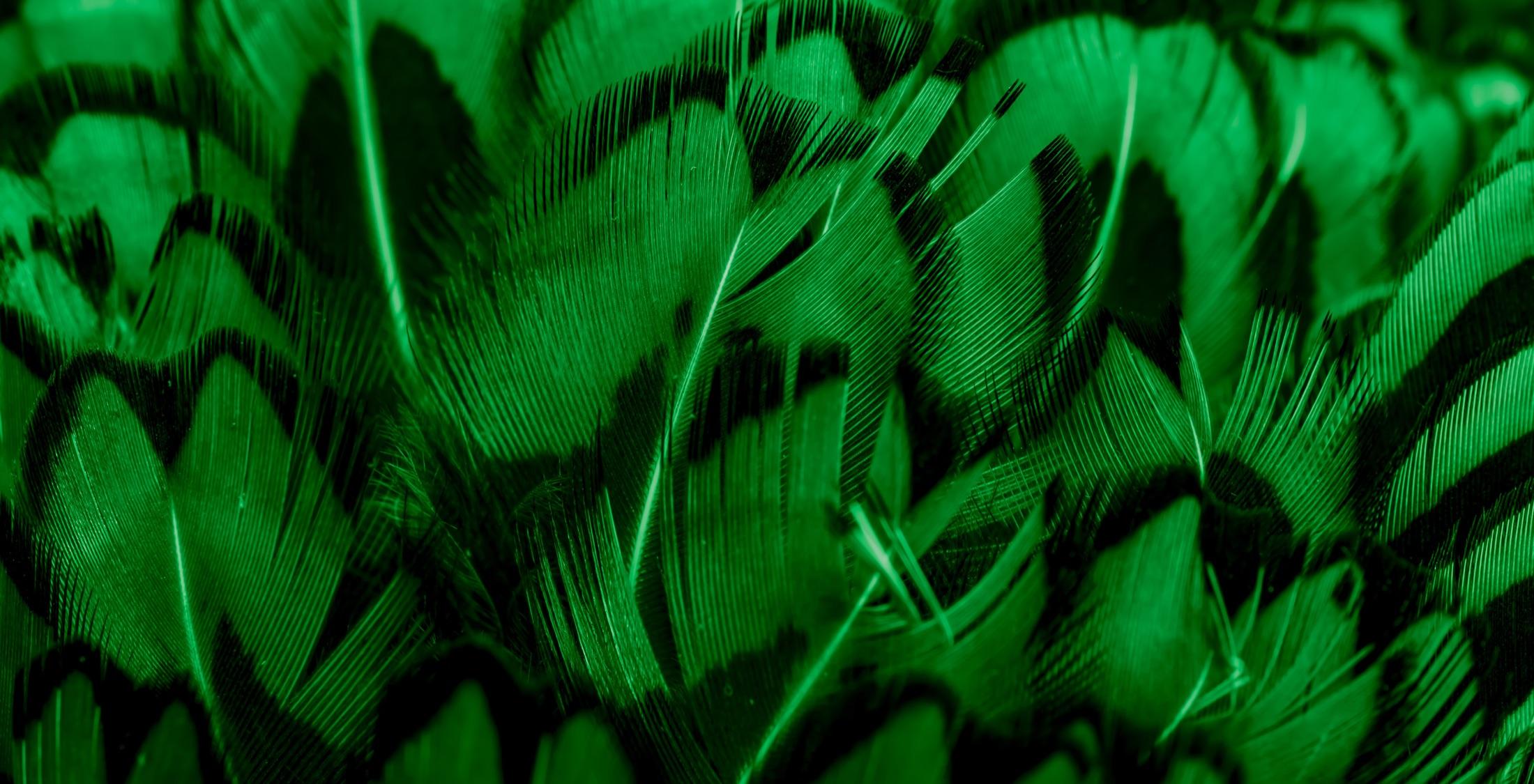 Detail of green feather texture with visible pattern